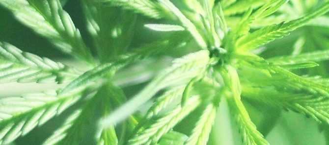Jak działają syntetyczne kannabinoidy? Jak działają syntetyczne kannabinoidy?