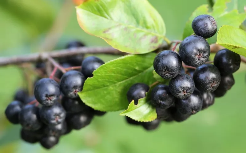 Aronia – superowoc o wyjątkowych właściwościach